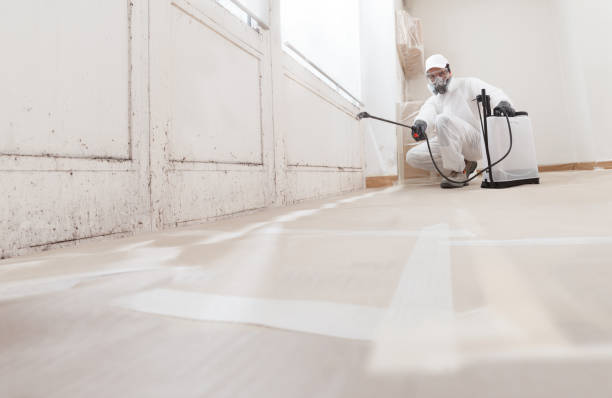 24/7 Emergency Black Mold Removal experts in Greenbelt, MD
