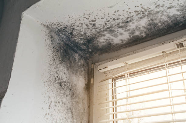 Affordable Mold Cleanup solutions in Greenbelt, MD